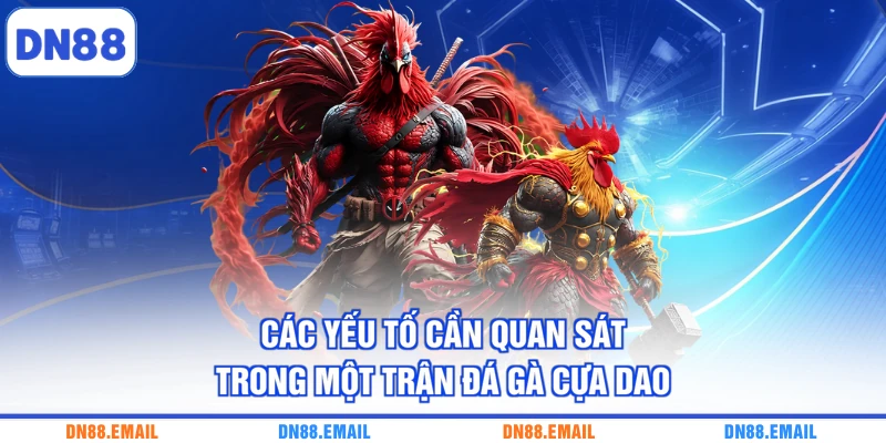 Các yếu tố cần quan sát trong một trận đá gà cựa dao