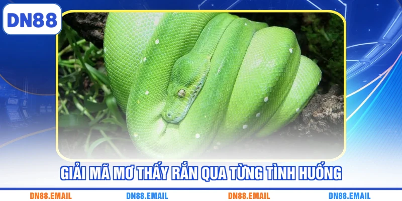 Giải mã mơ thấy rắn qua từng tình huống