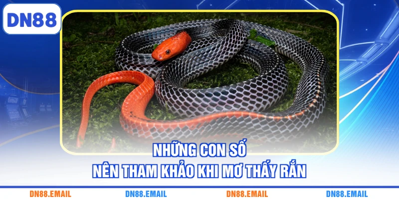 Những con số nên tham khảo khi mơ thấy rắn